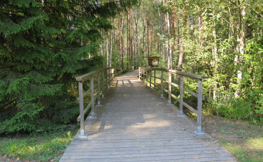 37. Miško takas (3).jpg